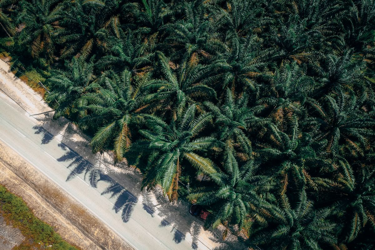 Pertanian & Perkebunan